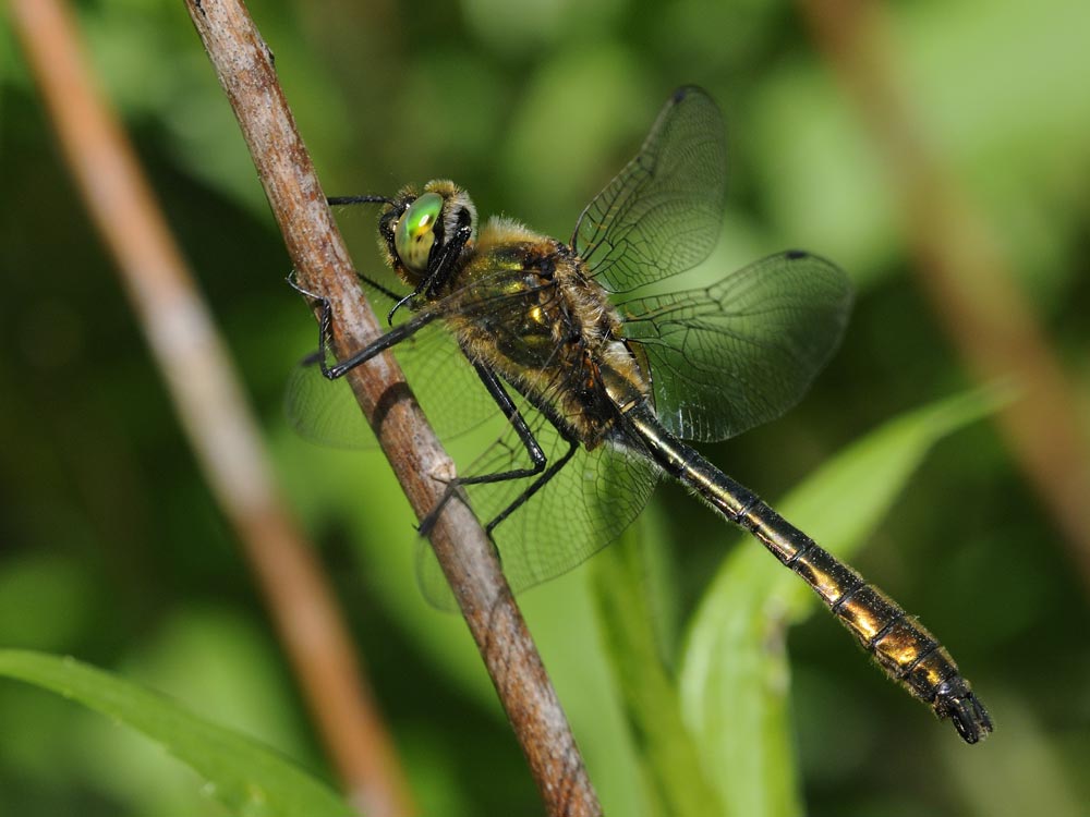 Falkenlibelle