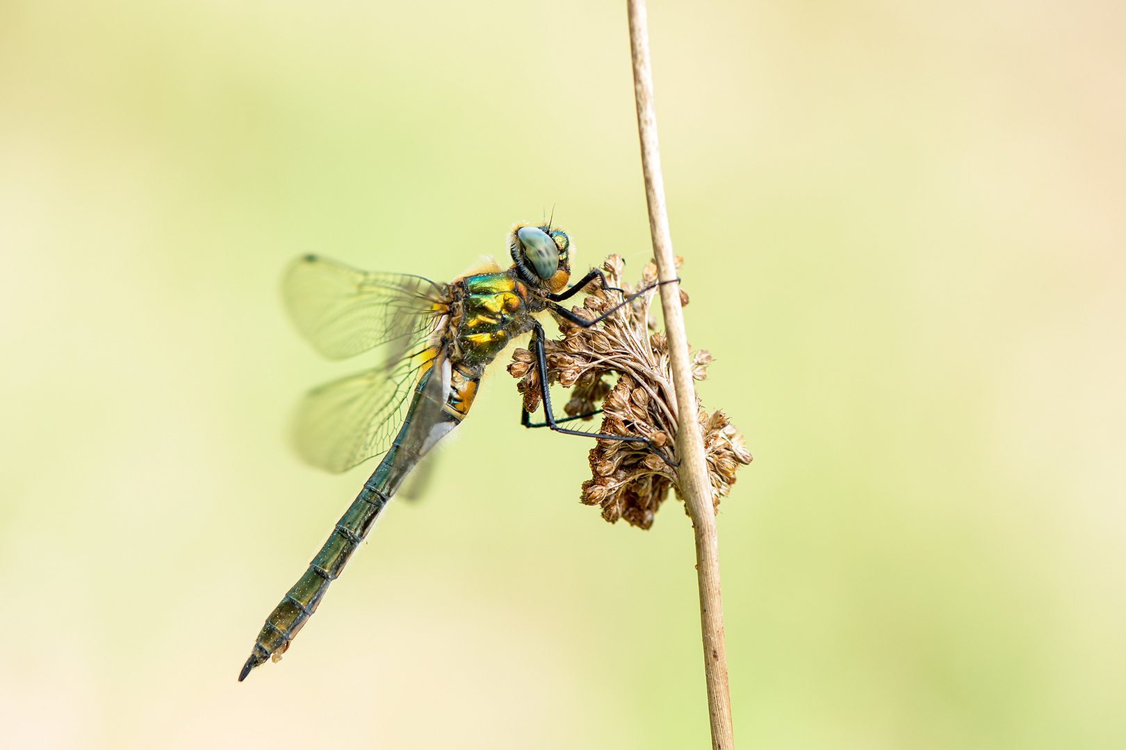 Falkenlibelle