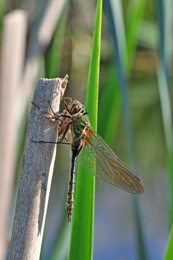 Falkenlibelle #5