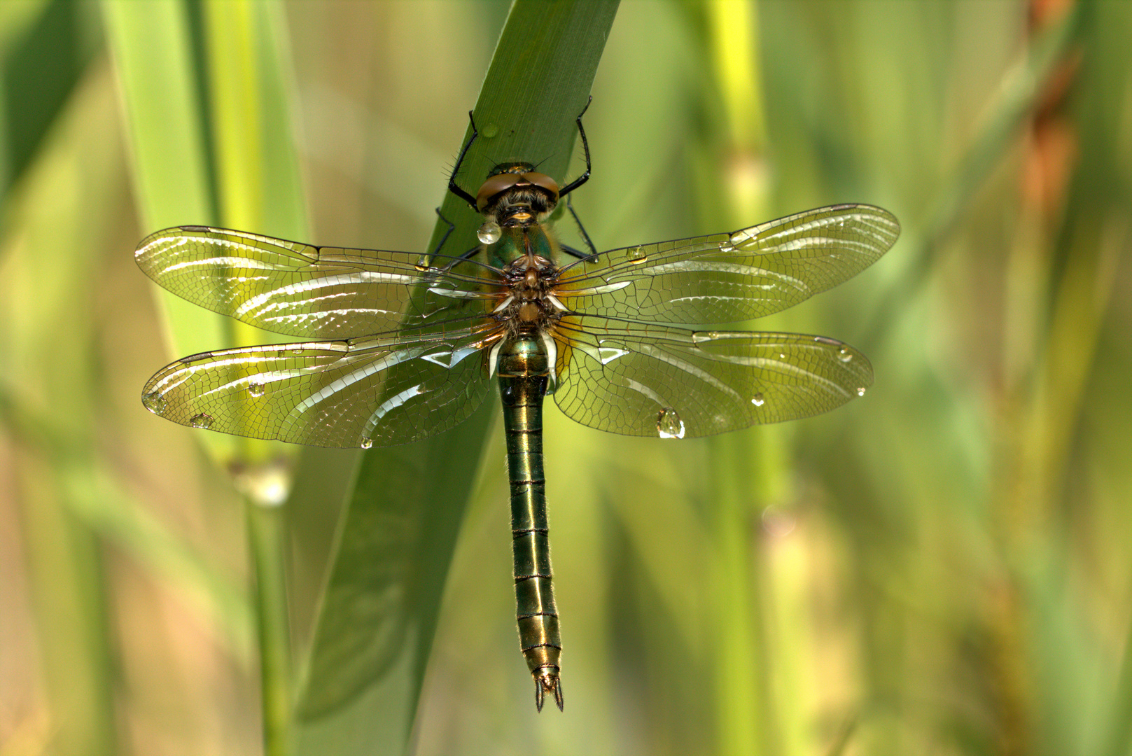 Falkenlibelle