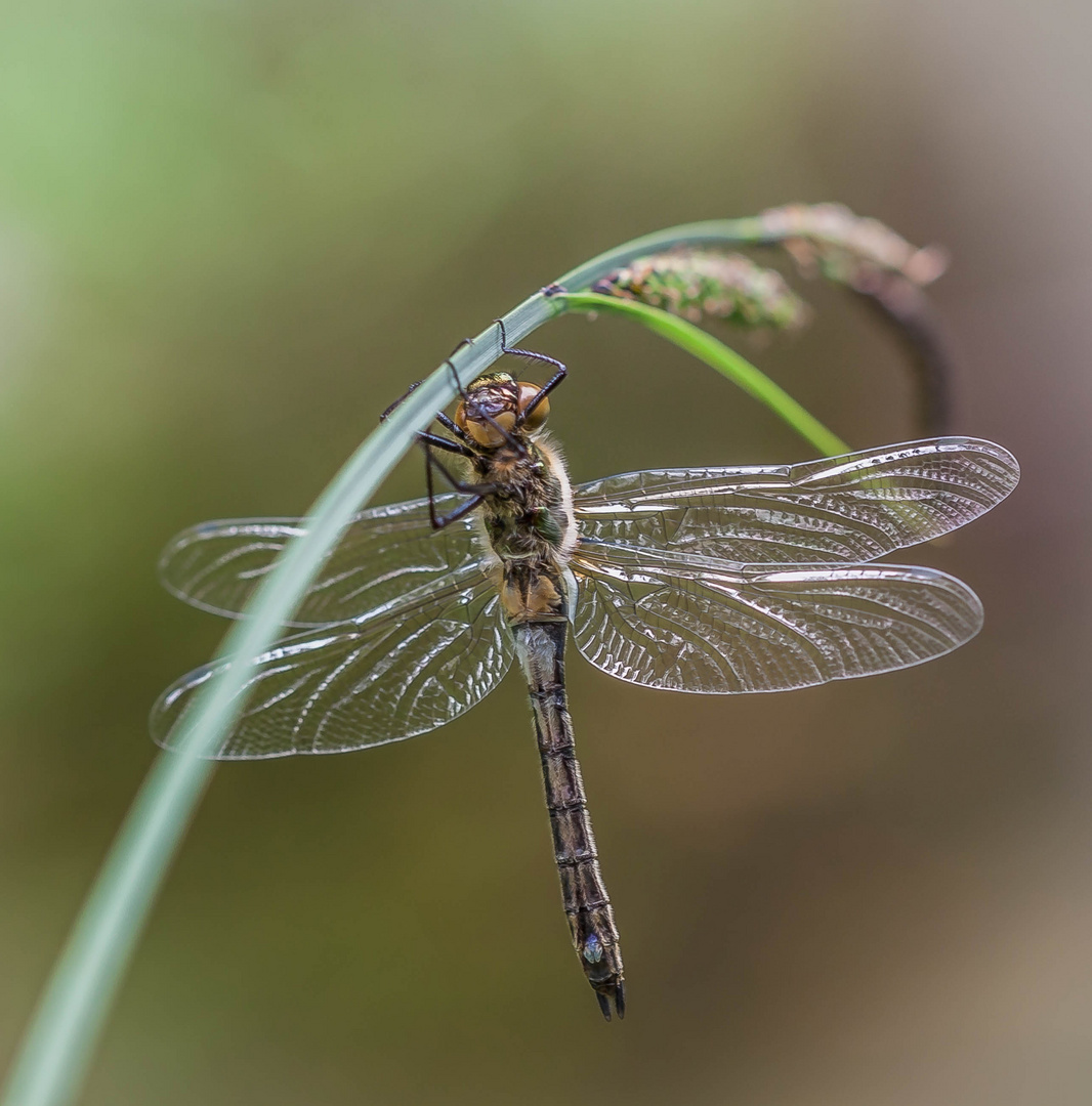 Falkenlibelle