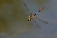 Falkenlibelle