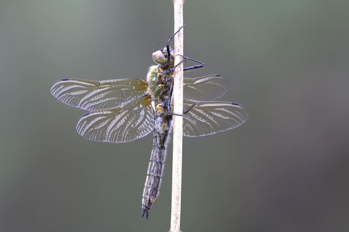 Falkenlibelle