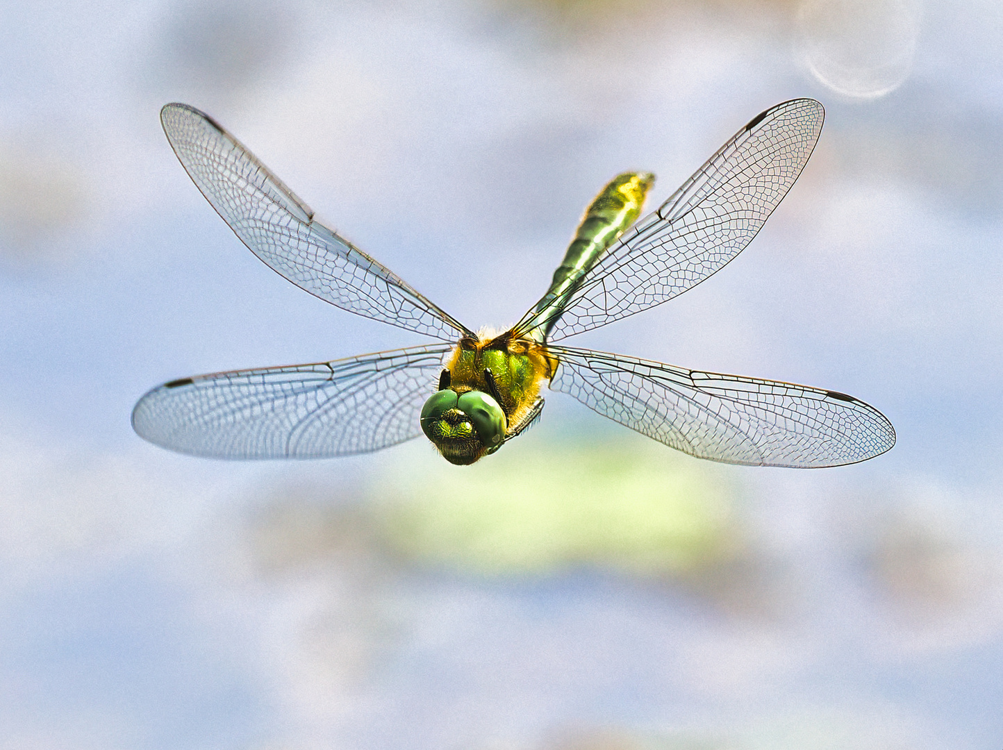 Falkenlibelle