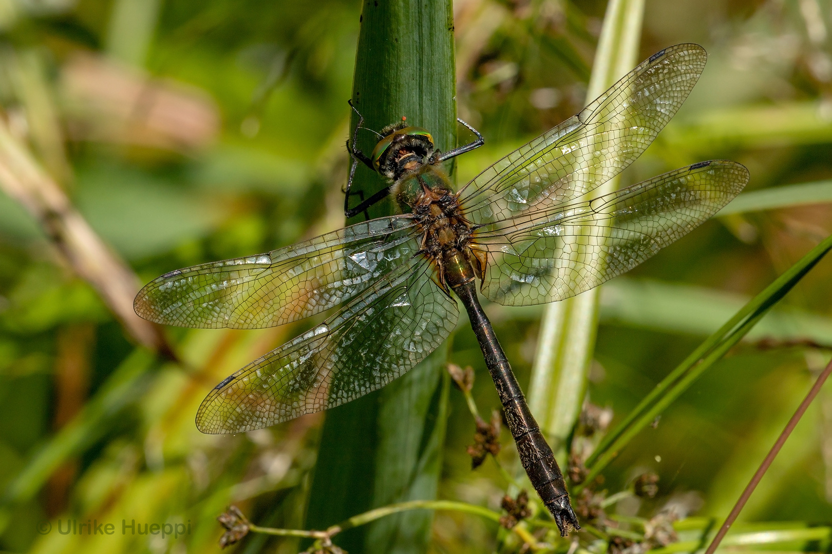 Falkenlibelle 