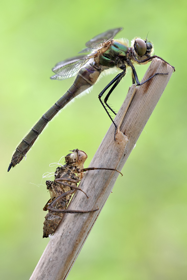 Falkenlibelle