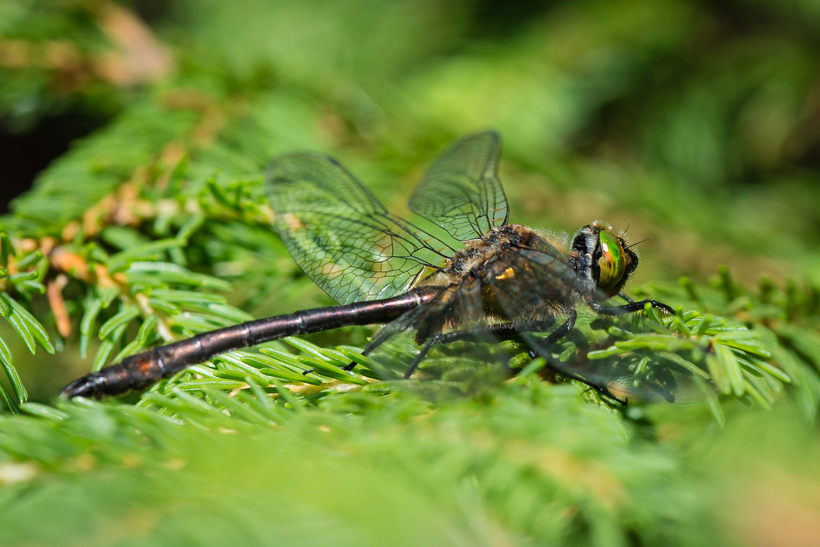 Falkenlibelle