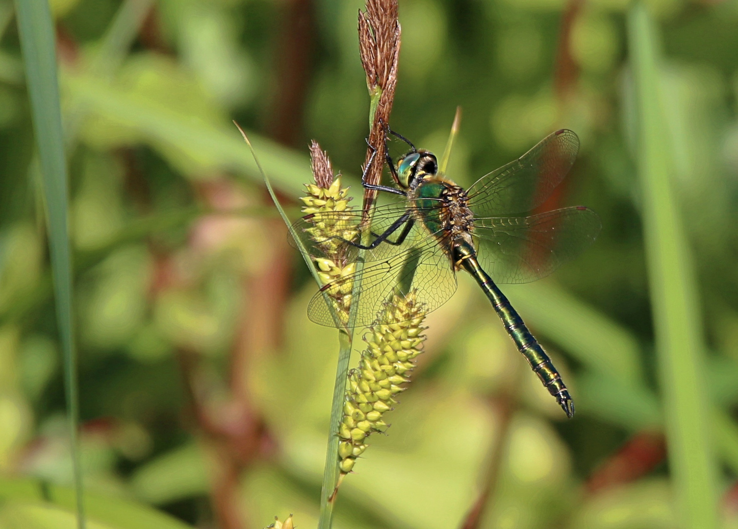 Falkenlibelle ...