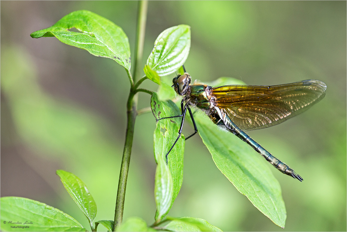 Falkenlibelle