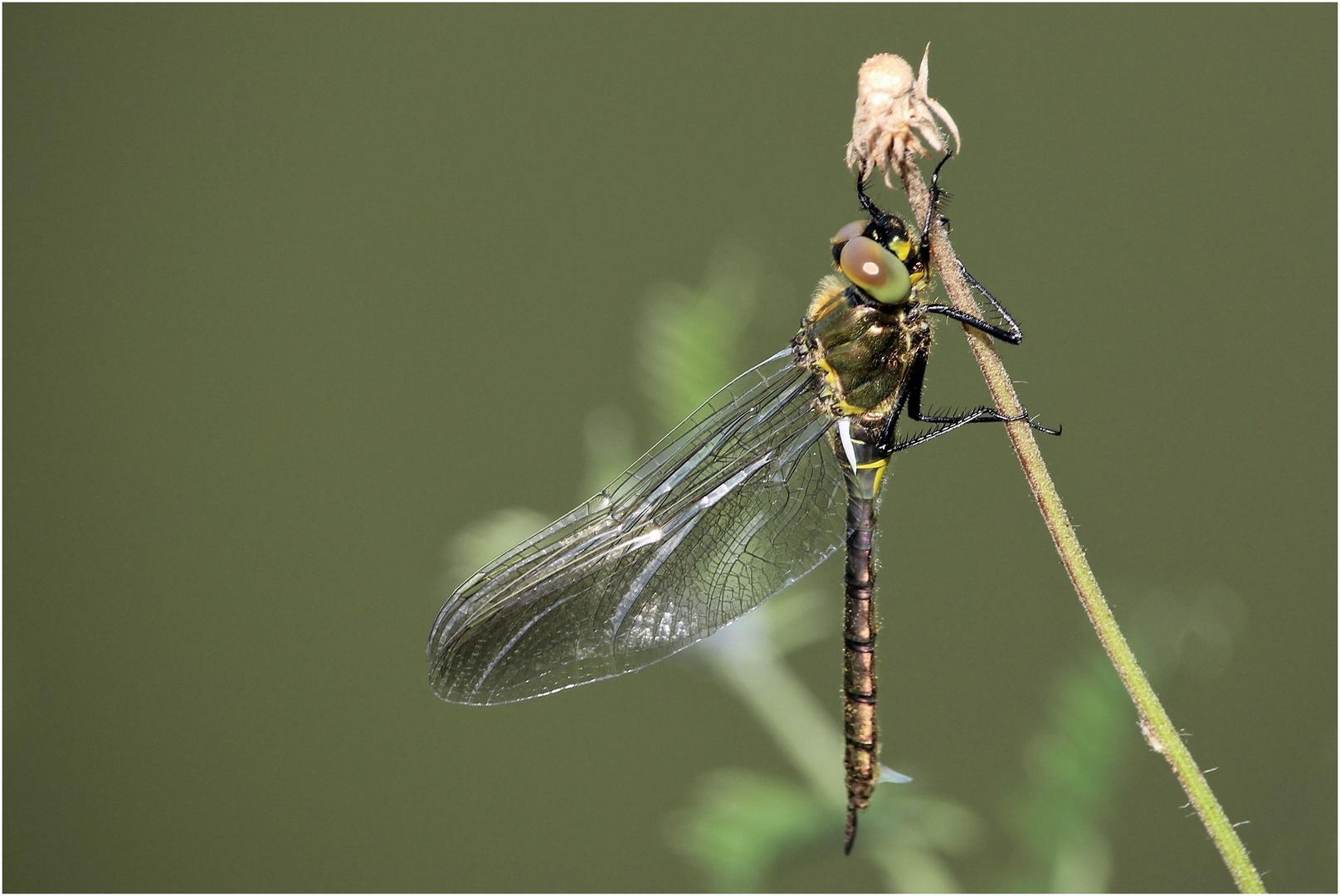 Falkenlibelle 