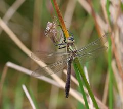 Falkenlibelle