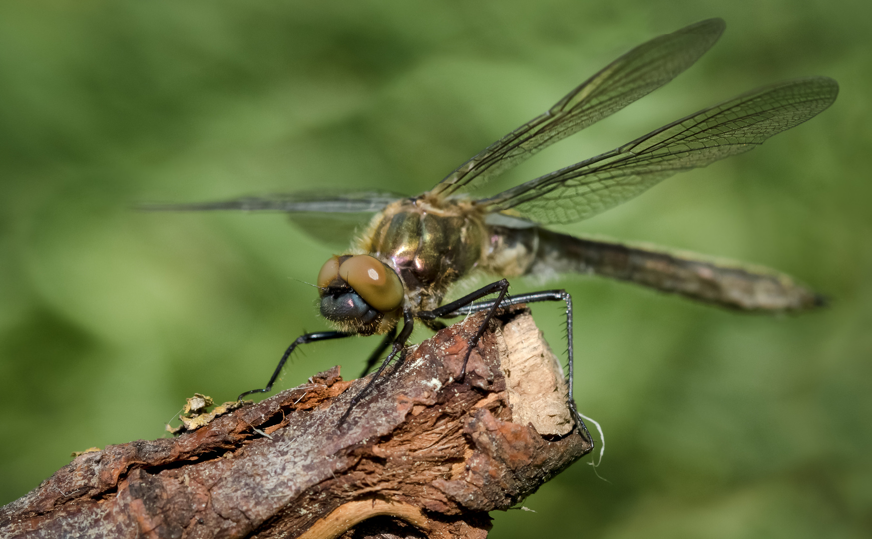 falkenlibelle