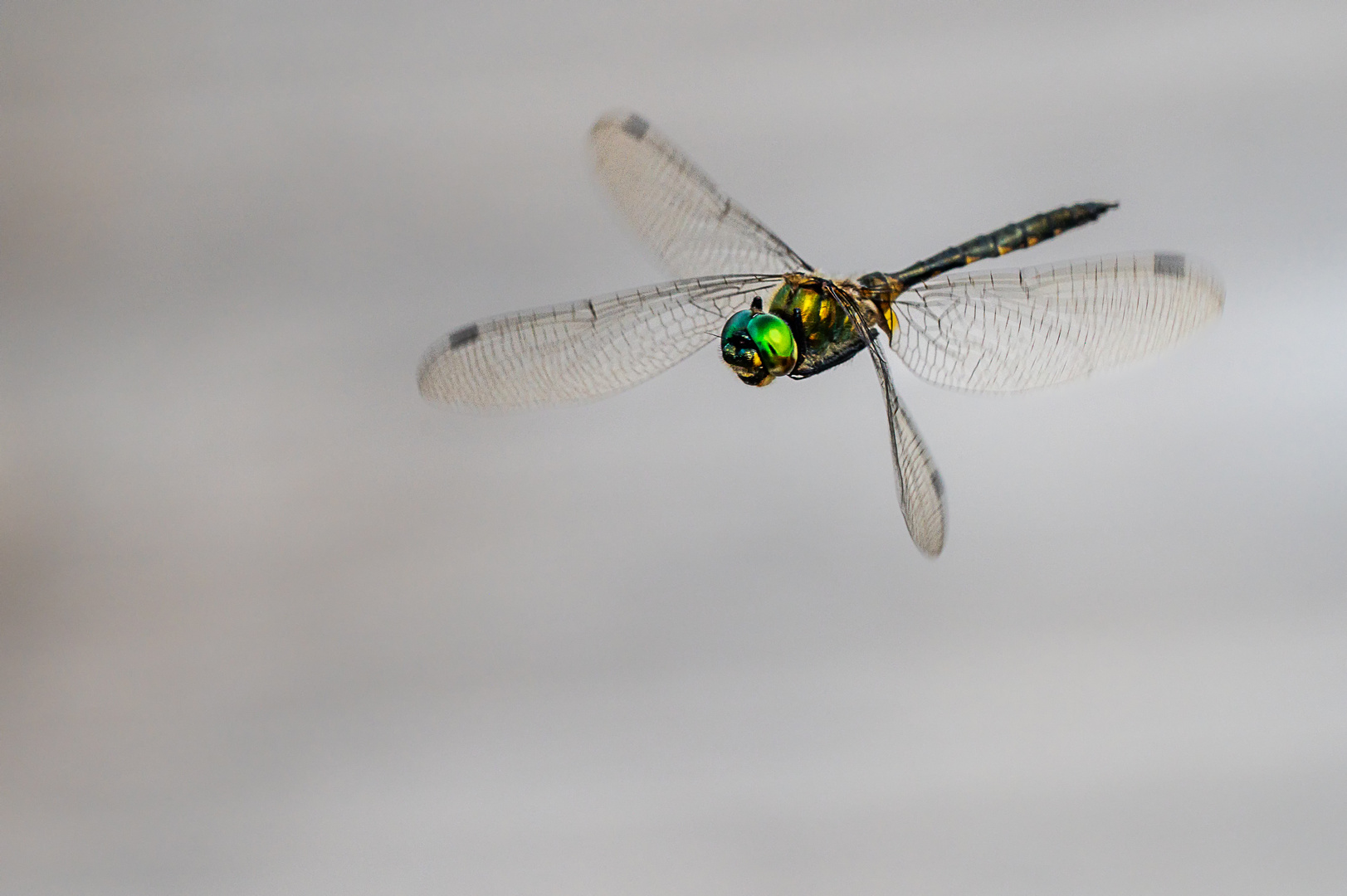 Falkenlibelle am Federsee