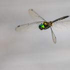 Falkenlibelle am Federsee