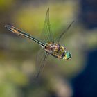 Falkenlibelle am Federsee