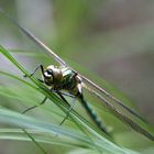 Falkenlibelle am Toteiskessel.