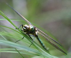 Falkenlibelle am Toteiskessel.