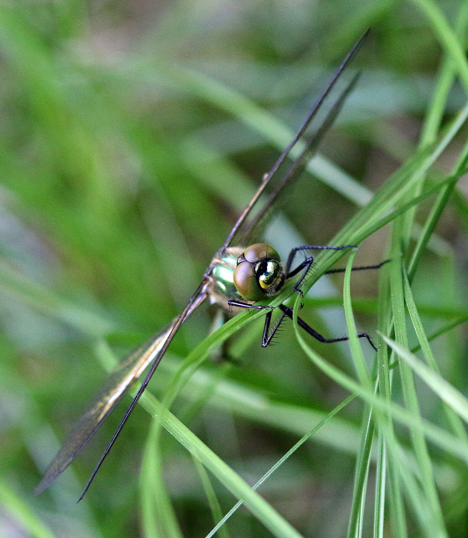 Falkenlibelle am Toteiskessel