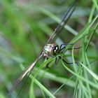 Falkenlibelle am Toteiskessel