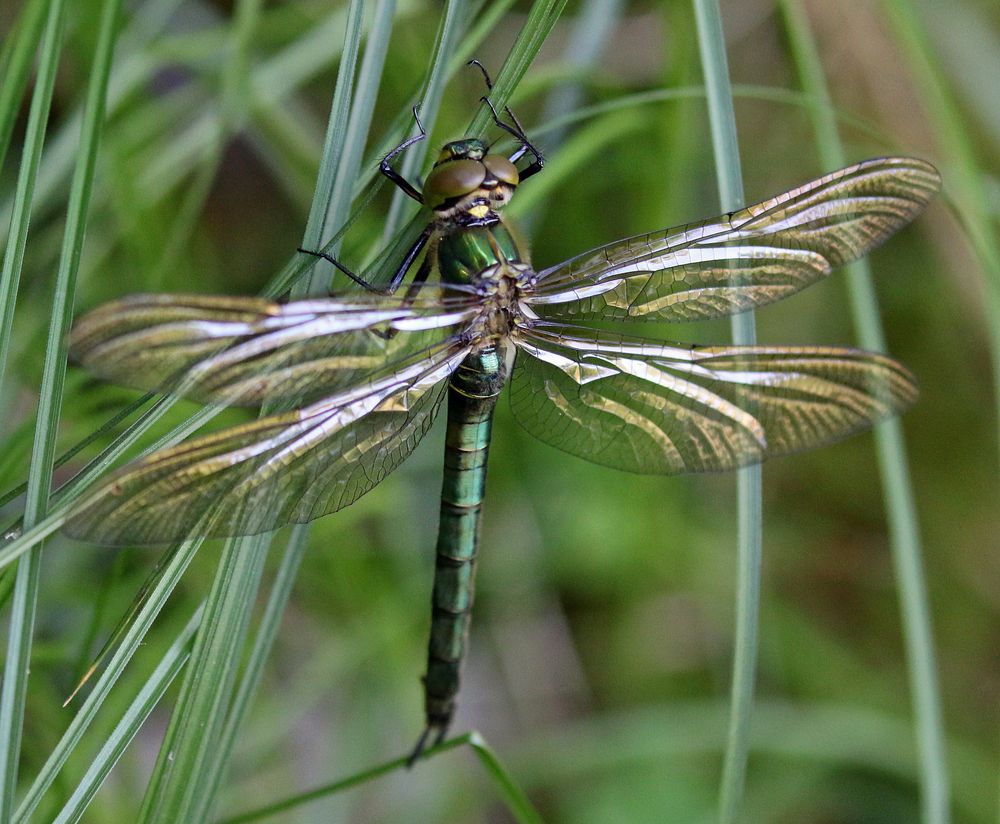 Falkenlibelle am Toteiskessel