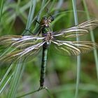 Falkenlibelle am Toteiskessel