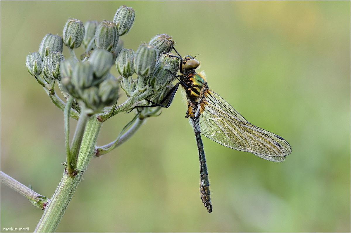 Falkenlibelle