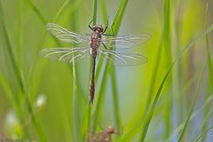 Falkenlibelle beim Trocknen