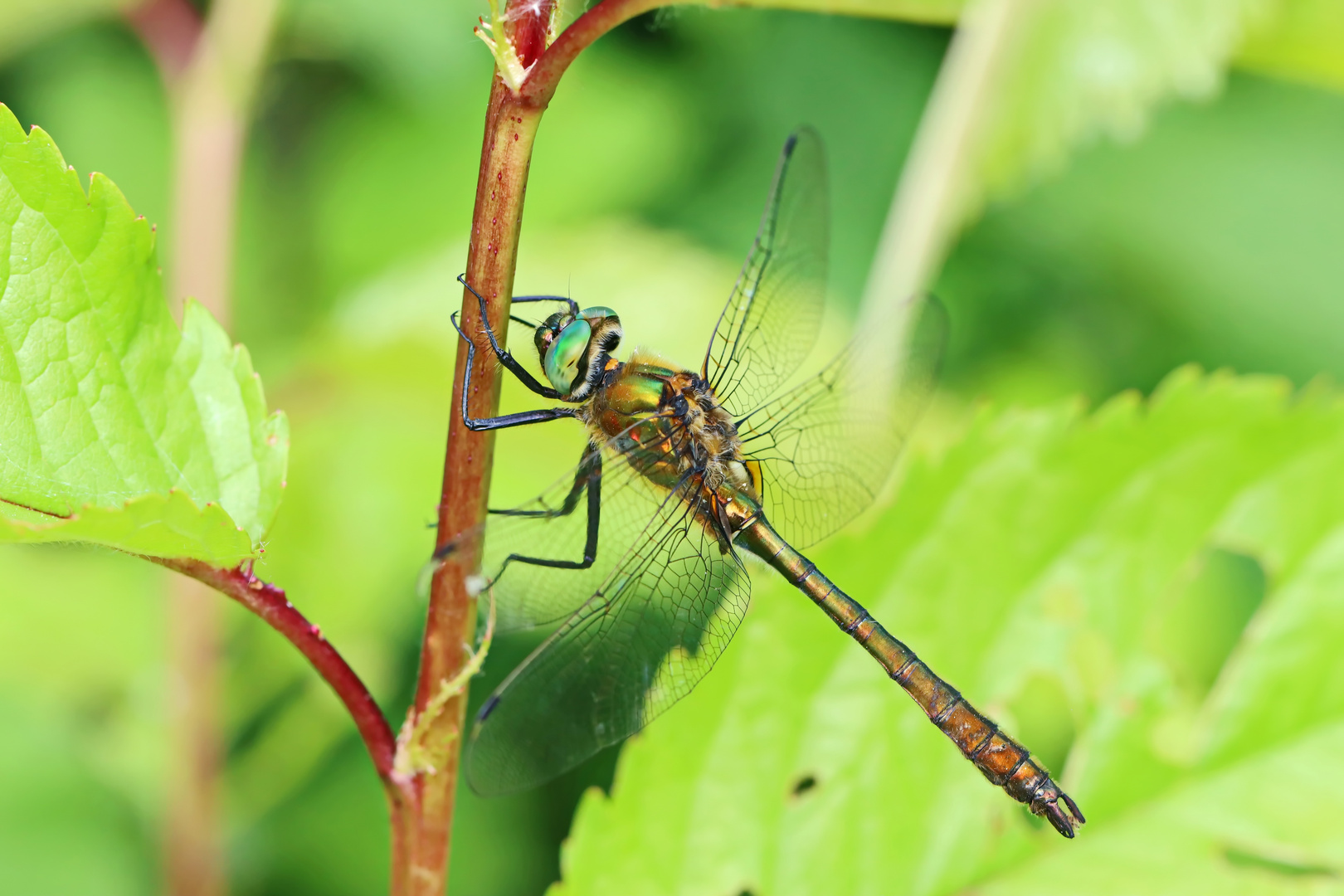 Falkenlibelle