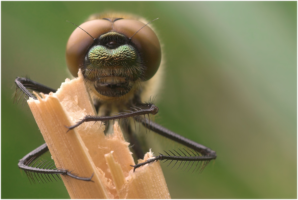 Falkenlibelle - closeup