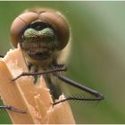 Falkenlibelle - closeup