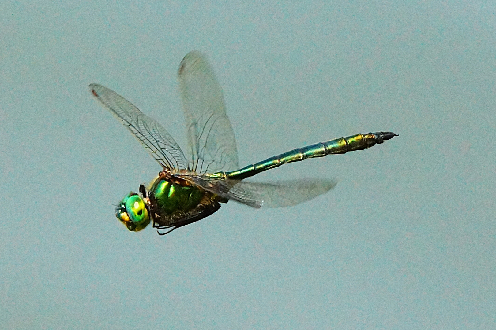 Falkenlibelle - Cordulia aenea