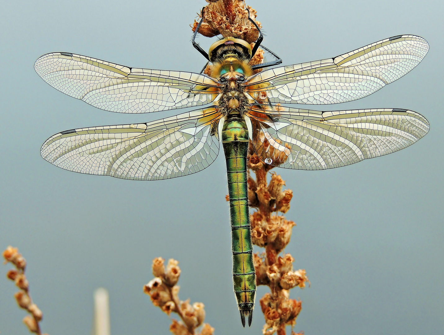 Falkenlibelle-Cordulia aenea 2