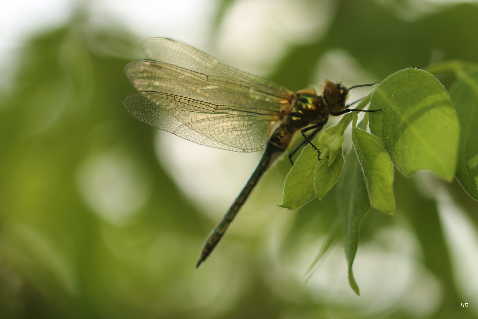 Falkenlibelle (Cordulia aenea)