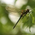 Falkenlibelle (Cordulia aenea)