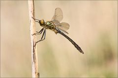 Falkenlibelle - Cordulia aenea