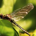 Falkenlibelle (Cordulia aenea) 