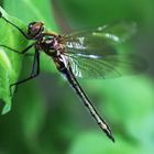 Falkenlibelle (Cordulia aenea) 