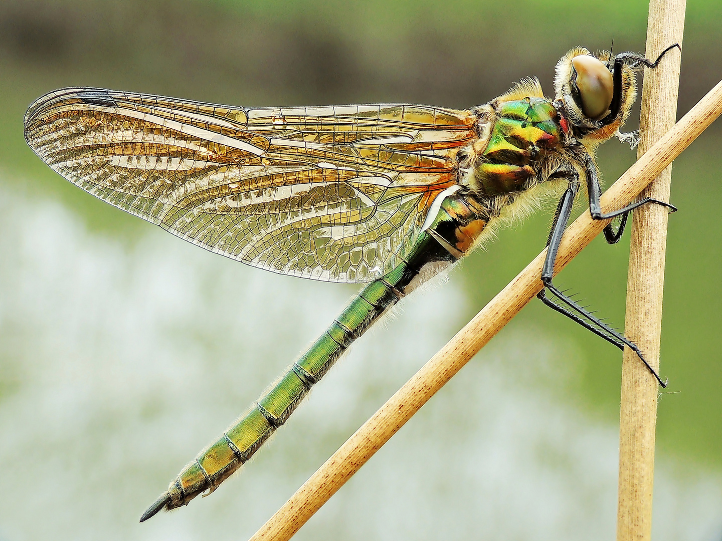 Falkenlibelle-Cordulia aenea/Weibchen