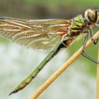 Falkenlibelle-Cordulia aenea/Weibchen