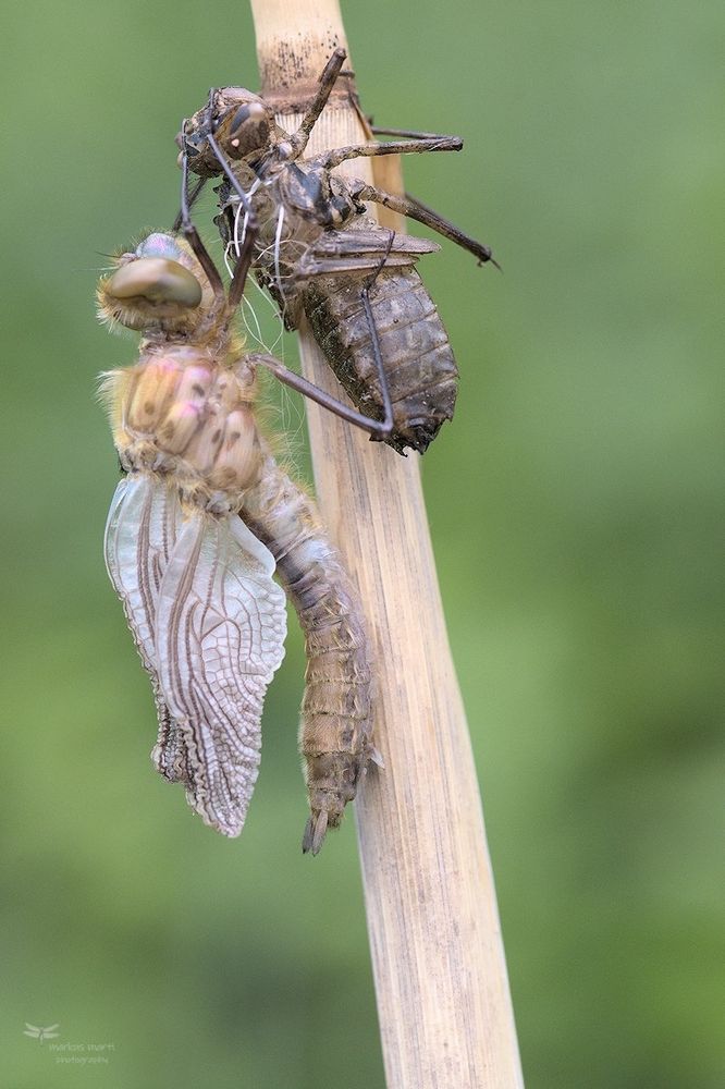 Falkenlibelle...