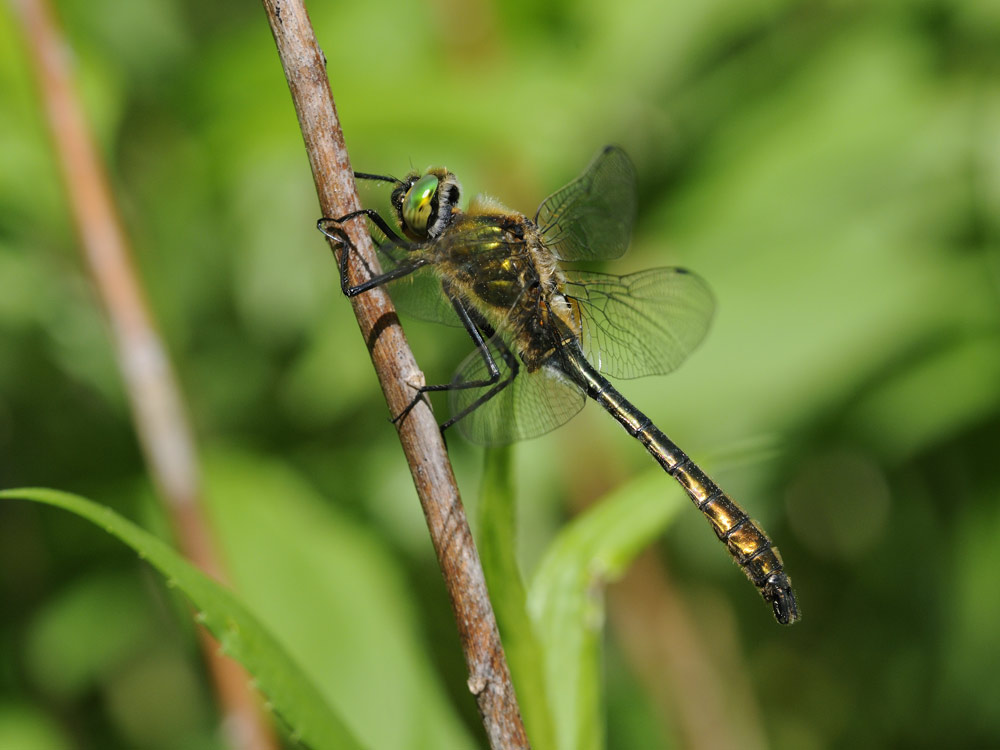 Falkenlibelle