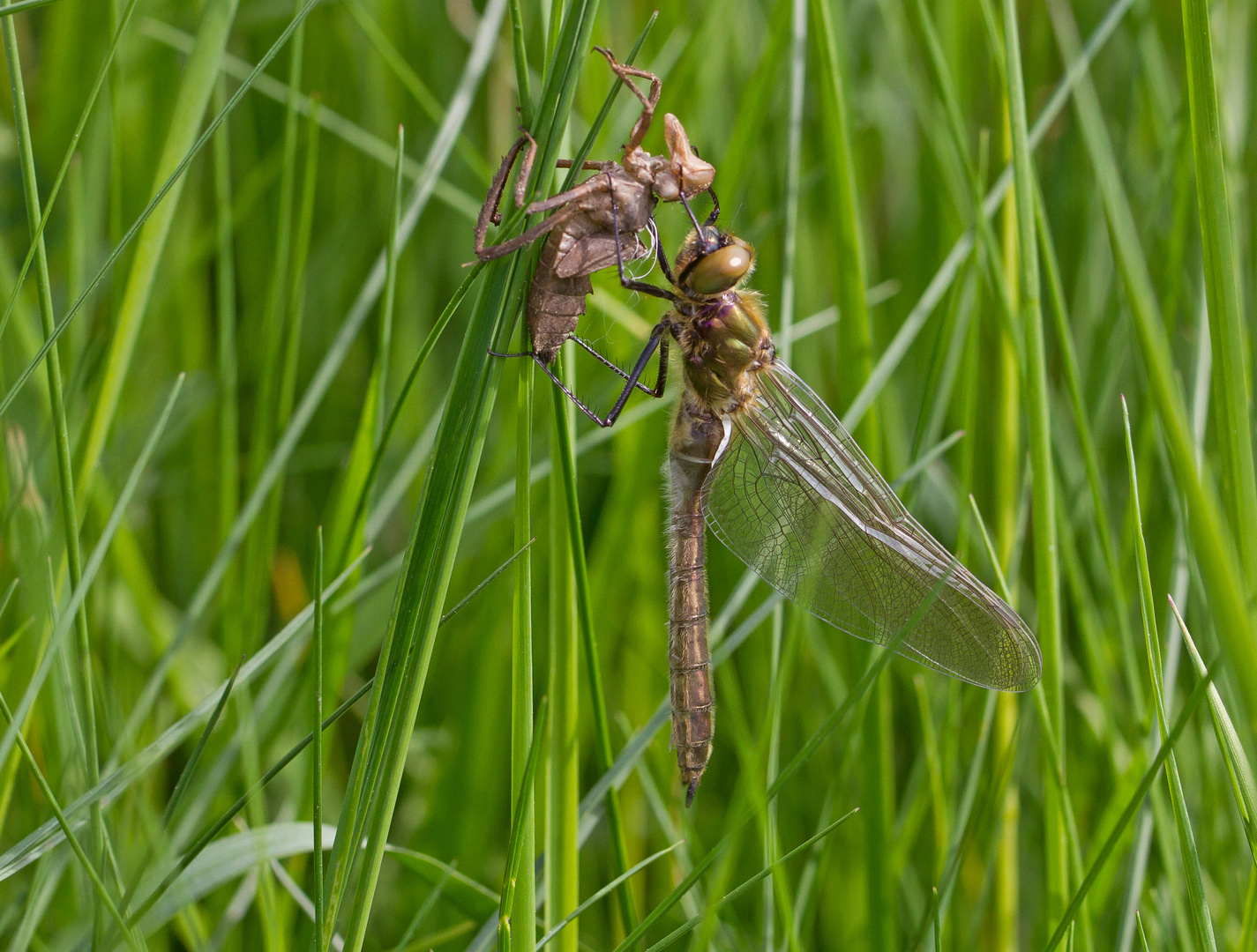 Falkenlibelle