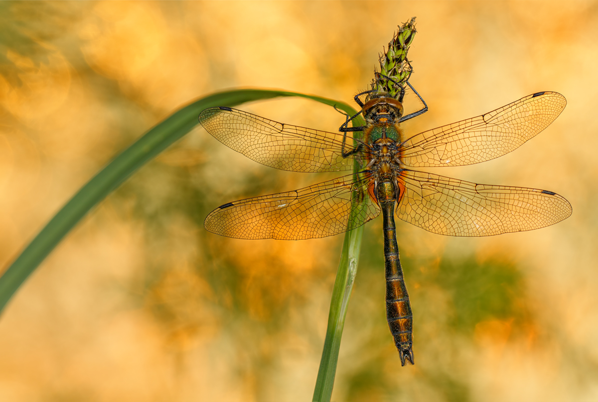 Falkenlibelle