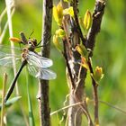 Falkenlibelle, frisch geschlüpft (Cordulia aenae)