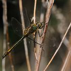 Falkenlibelle frisch geschlüpftes Männchen