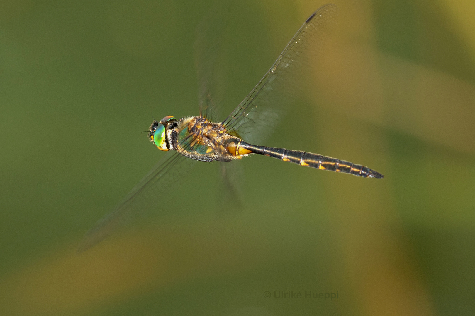 Falkenlibelle im Flug