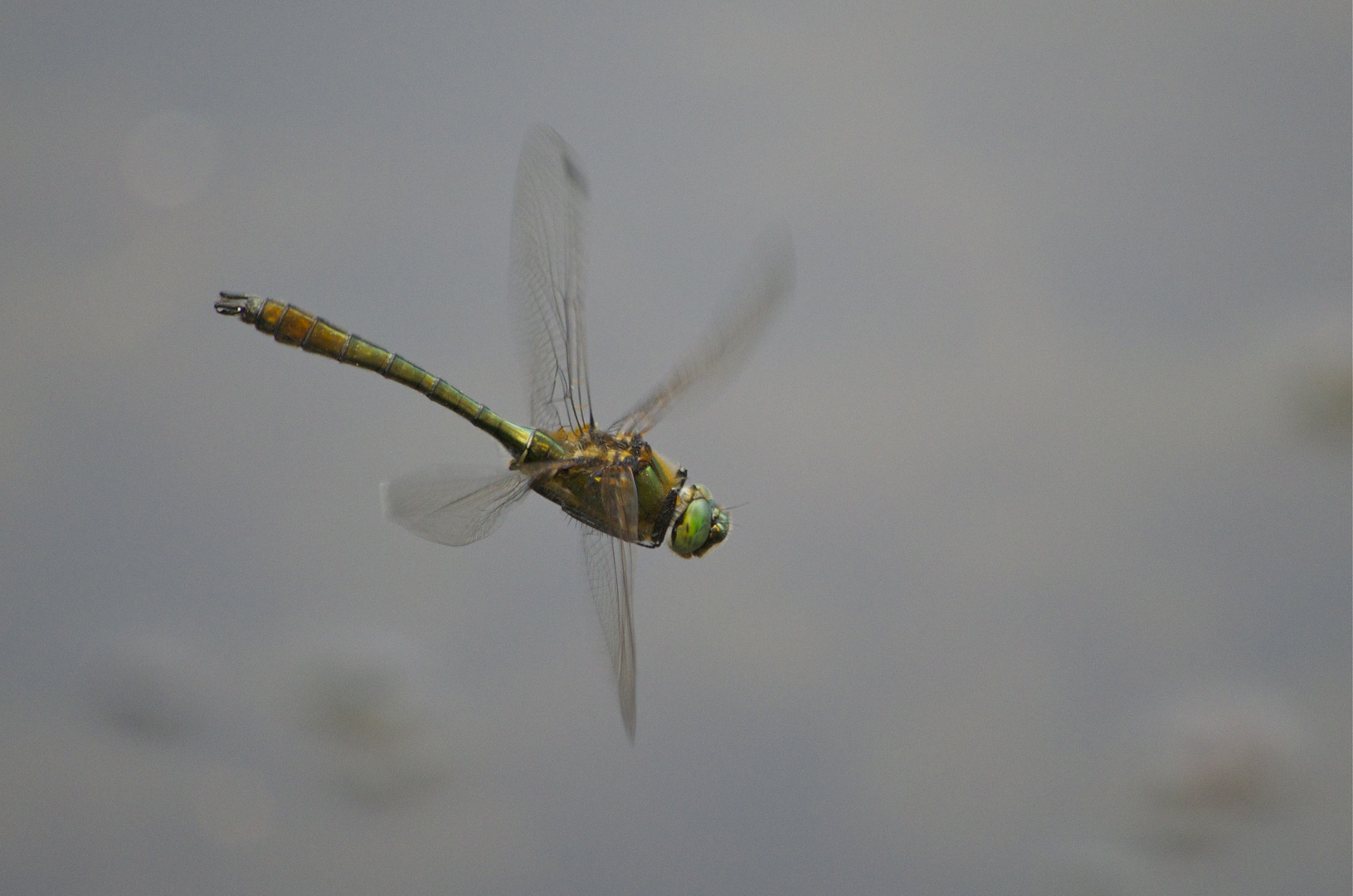 Falkenlibelle im Flug