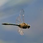 Falkenlibelle im Flug