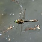 Falkenlibelle im Flug (Doku)