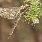 Falkenlibelle im Profil